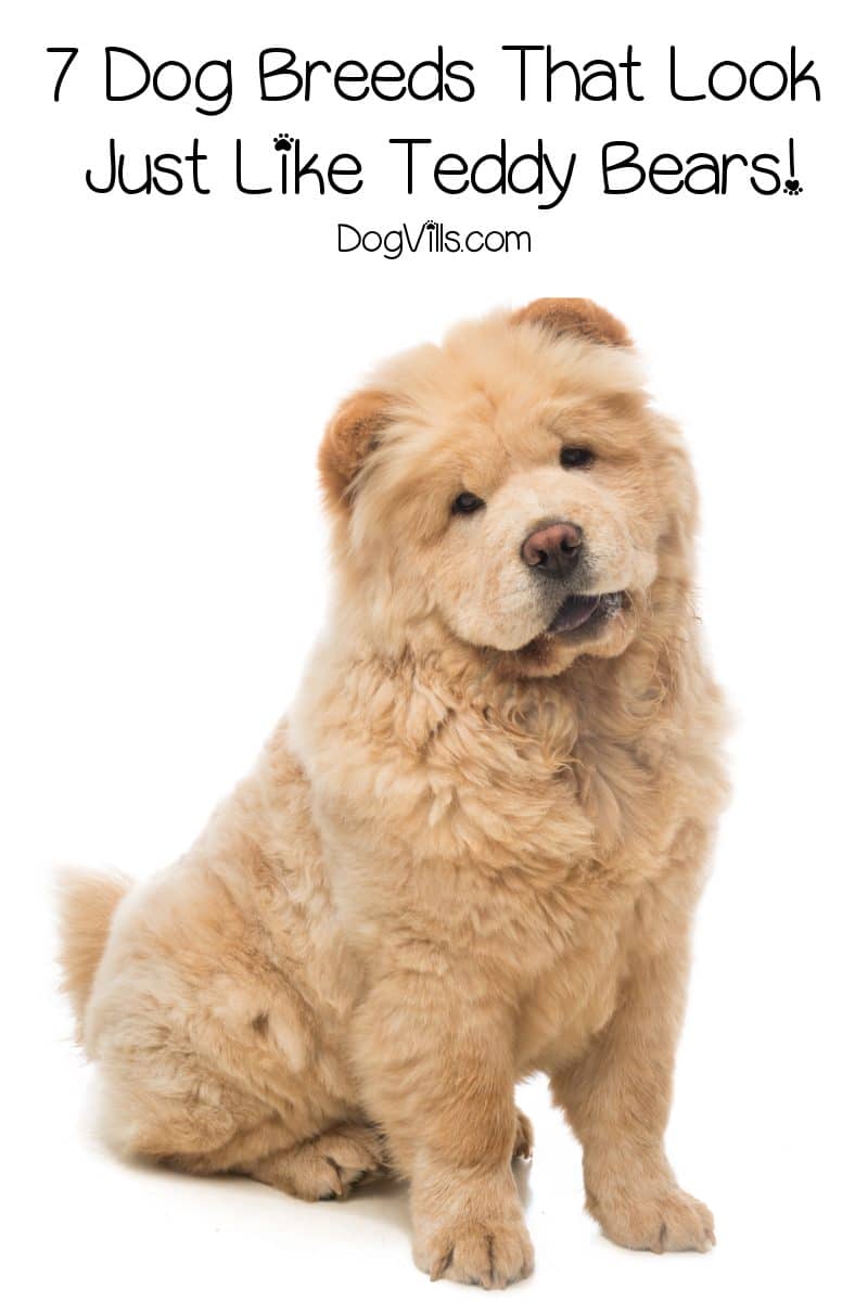 dog breed like teddy bear