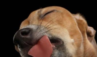 The best dog camera treat dispensers can help soothe your anxiety when away from your pet and be a blast to use. Check out our favorites!