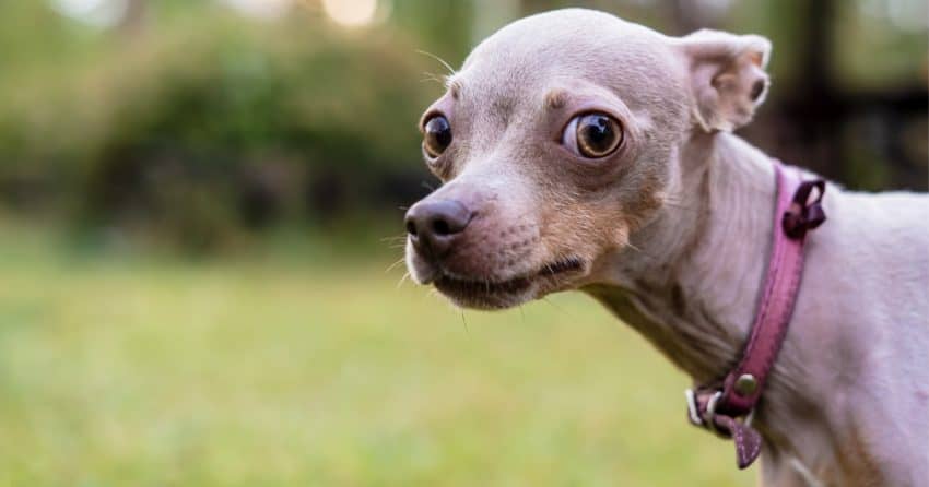 Wondering why some dogs duck to avoid your hand? It may surprise you to learn that most reasons have nothing to do with abuse. Check them out!