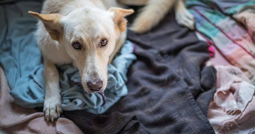 Wondering why some dogs duck to avoid your hand? It may surprise you to learn that most reasons have nothing to do with abuse. Check them out!