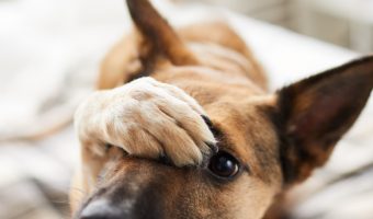Wondering why some dogs duck to avoid your hand? It may surprise you to learn that most reasons have nothing to do with abuse. Check them out!