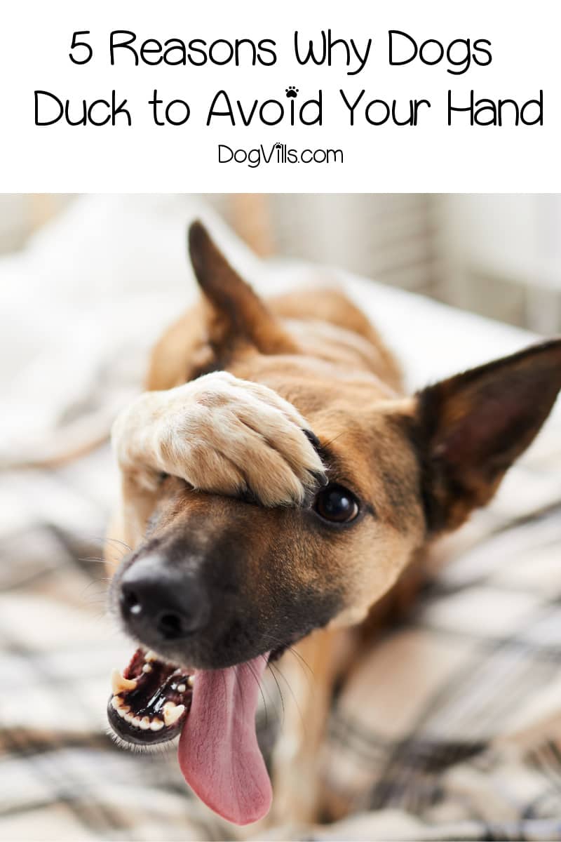 5 Reasons Why Some Dogs Duck To Avoid Your Hand