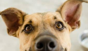 Dog feeding stations with storage compartments really take the hassle out of finding the perfect place to keep your pup's food. Check out our top picks!