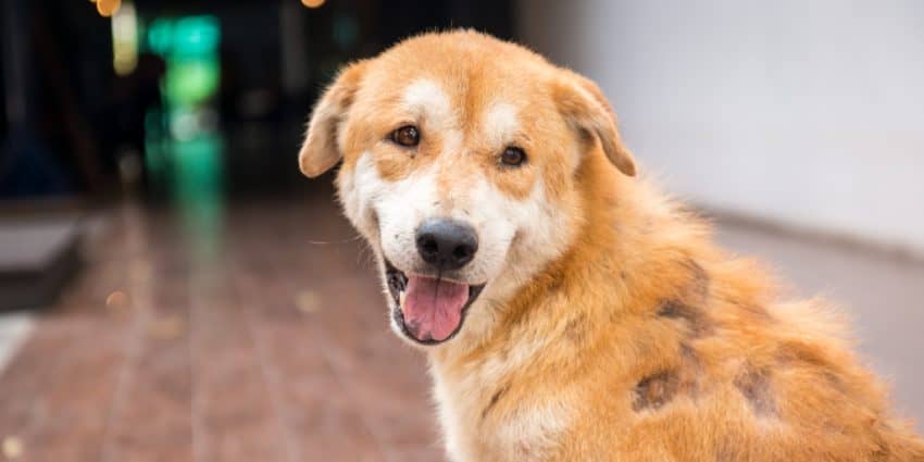 These beautiful dog names meaning survivor are just perfect for a rescue dog with the heart of a warrior. Check them out!