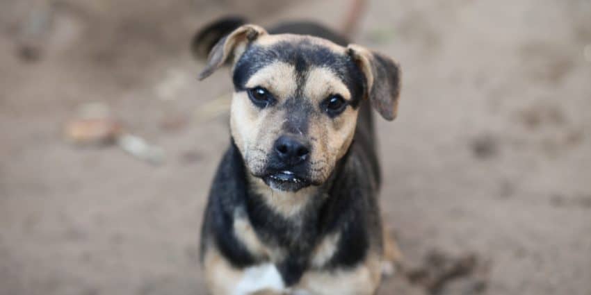 These beautiful dog names meaning survivor are just perfect for a rescue dog with the heart of a warrior. Check them out!