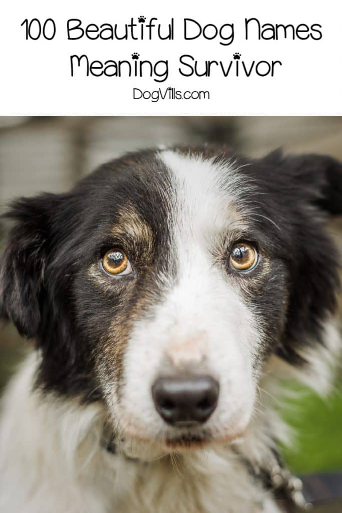 100 Dog Names Meaning Survivor - DogVills