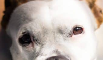 Wondering why your dog yelps when touched? It’s a scary thing, hearing your dog cry out in pain! Learn the reasons & find out what to do about it.