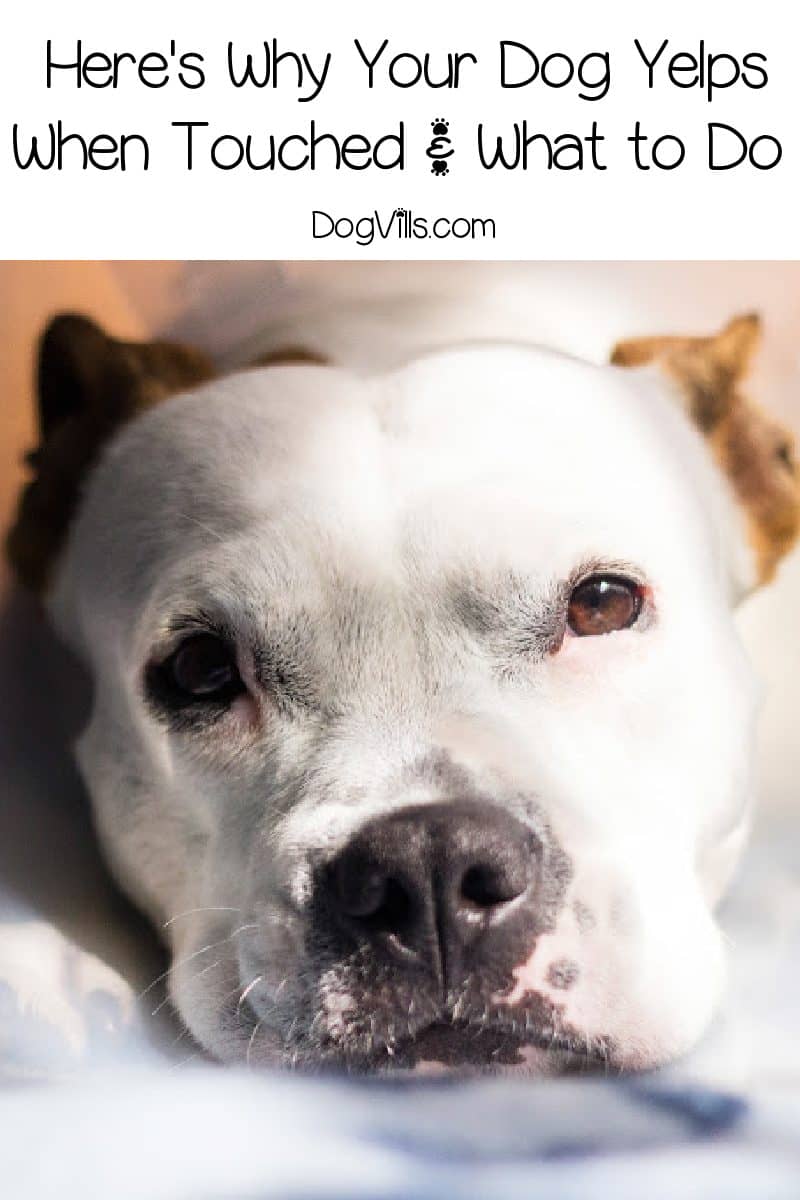 Dog Yelps When Touched What Causes It & What Can You Do?