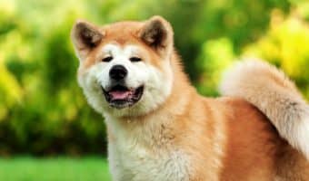 Curious about dogs that shed the most? If you fancy making a sweater out of your pup’s tumbleweeds, check out these heavy shedding breeds!