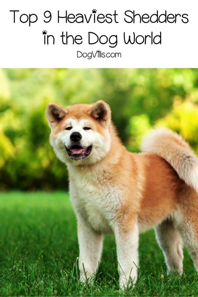 heaviest shedding dog breeds