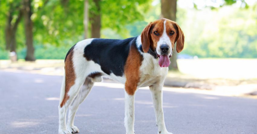 Foxhounds are hunting dogs with incredible stamina, and they chase their prey with remarkable relentlessness. 