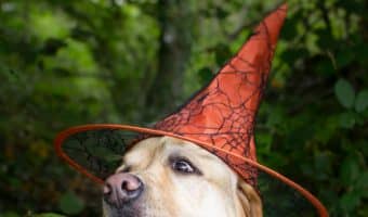 When it comes to Harry Potter dog names, sure, you've got Harry, Hermione & Ron, but we tried to come up with more unique ideas. Check out 100 we love!
