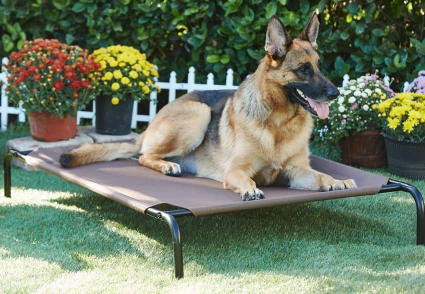 Frisco Steel-Framed Elevated Dog Bed