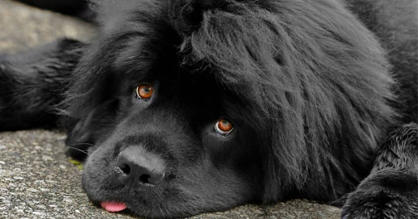 Newfoundland dog breed, one of the dog breeds that looks like a teddy bear.