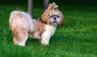 Are you looking for hypoallergenic dogs with low energy? These 7 pups love nothing more than a good cuddle on the couch!