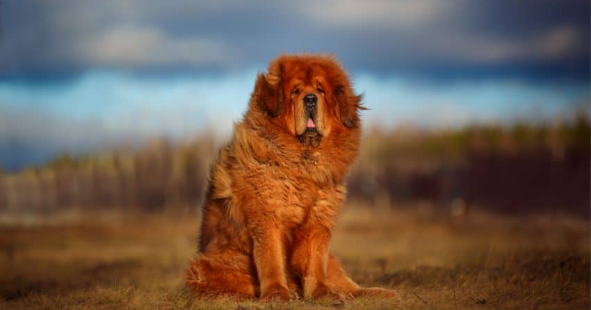 Tibetan Mastiff is one of the dog breeds that looks like a teddy bear.