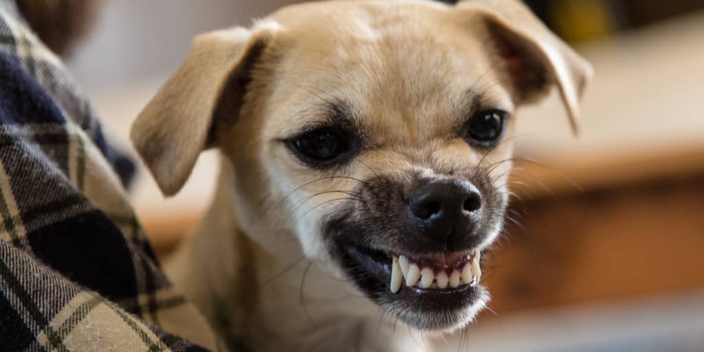 Why Do Dogs Turn on Their Owners Reasons Dogs Bite DogVills