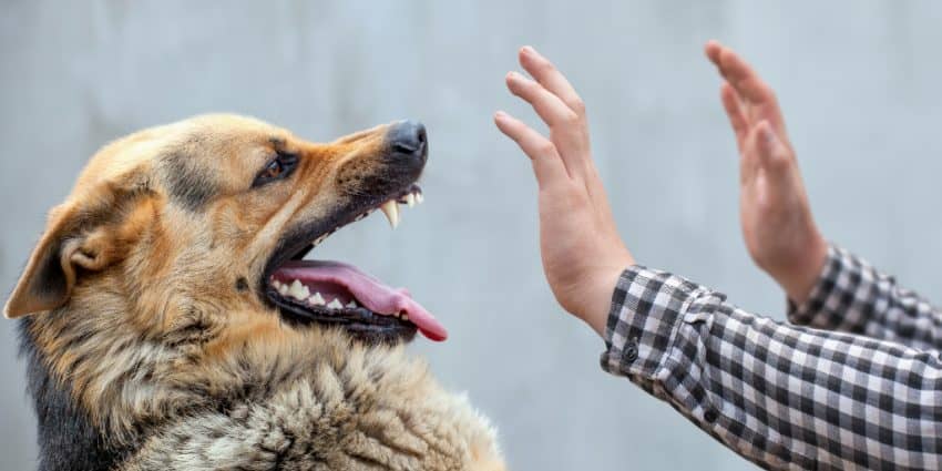 Why do dogs turn on their owners? There are a lot of reasons. Read on to learn why it happens so you can prevent tragedy from striking.