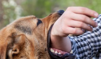 Why do dogs turn on their owners? There are a lot of reasons. Read on to learn why it happens so you can prevent tragedy from striking.