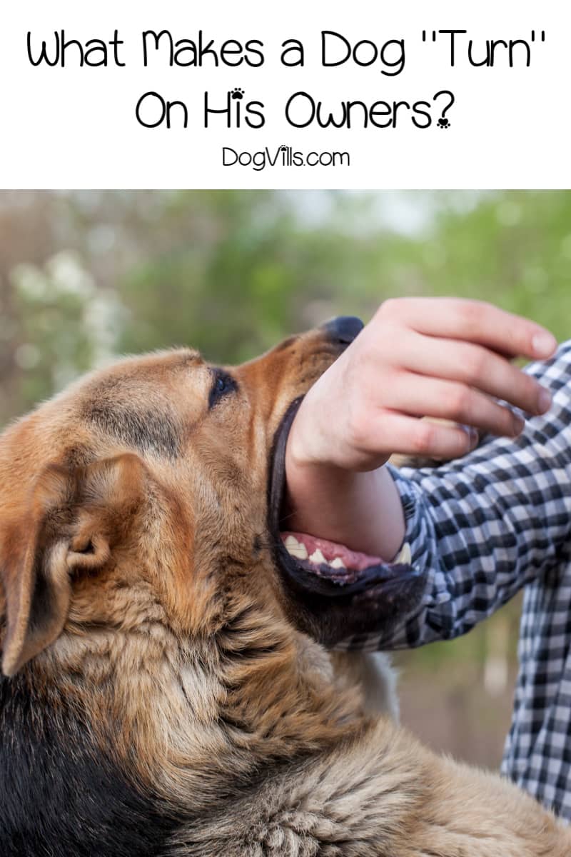 Why Do Dogs Turn on Their Owners Reasons Dogs Bite DogVills