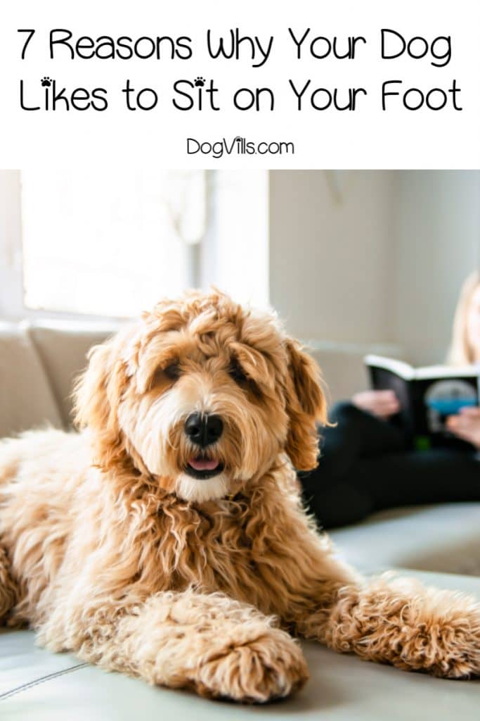 7 Reasons Why Your Dog Likes to Sit on Your Foot DogVills