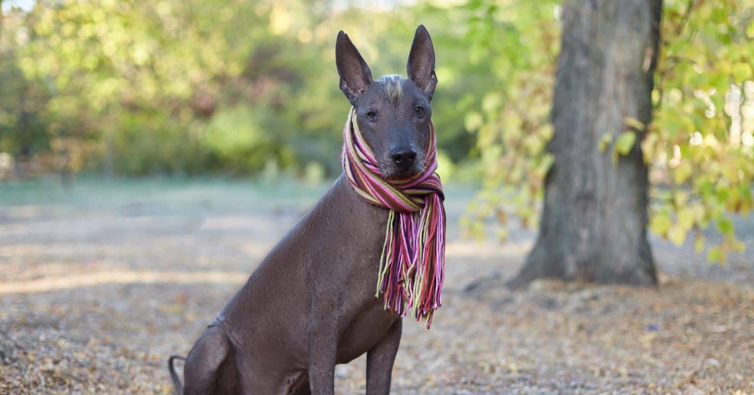 7 Dog Breeds With Low Vet Bills