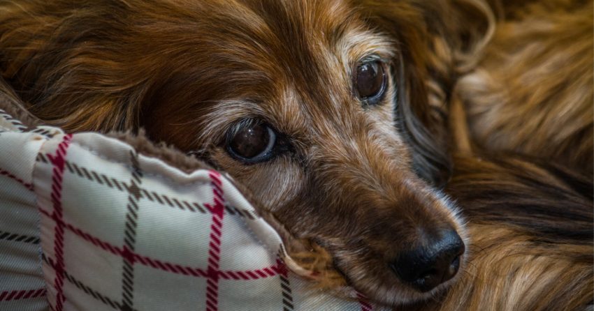 How can you prevent an older dog from falling off of the bed? Read on for 6 tips that will help your senior pooch sleep all safe and sound!