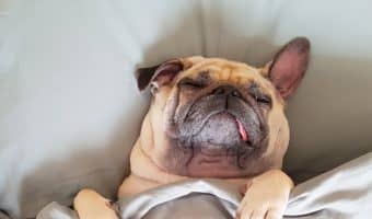 How can you prevent an older dog from falling off of the bed? Read on for 6 tips that will help your senior pooch sleep all safe and sound!