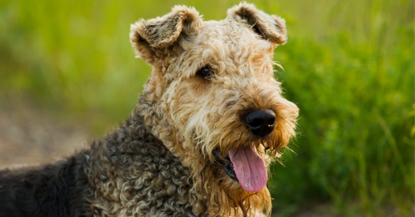  Airedale Terrier