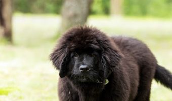 Choosing the best puppy food for giant breeds is an important part of raising a healthy horse of a dog! Check out our top picks!