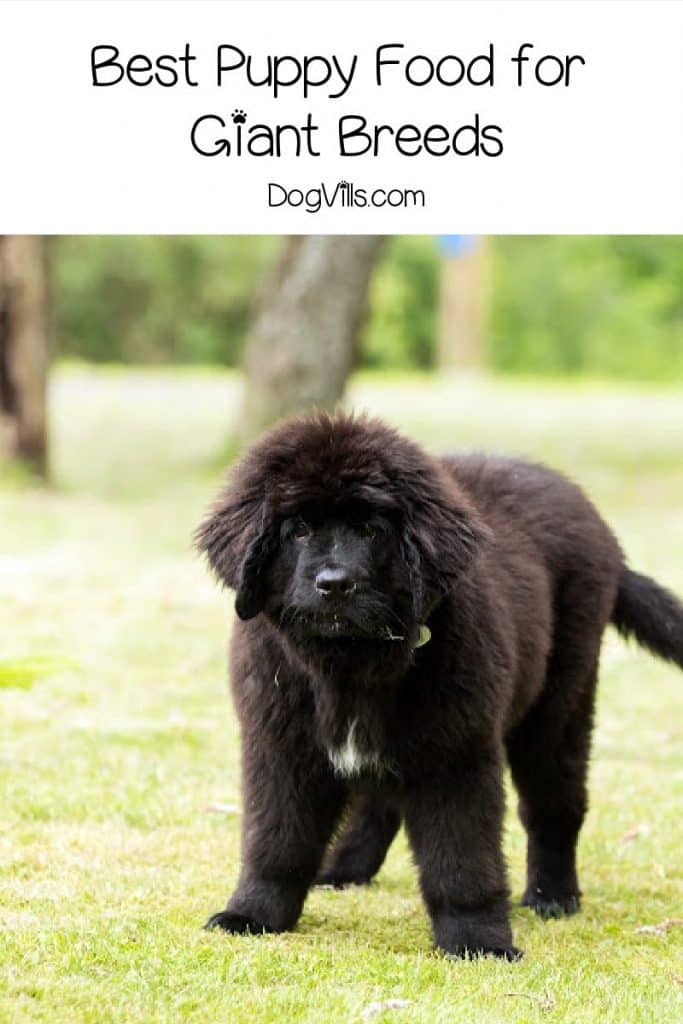 Our Top Picks for the Best Puppy Food for Giant Breeds DogVills