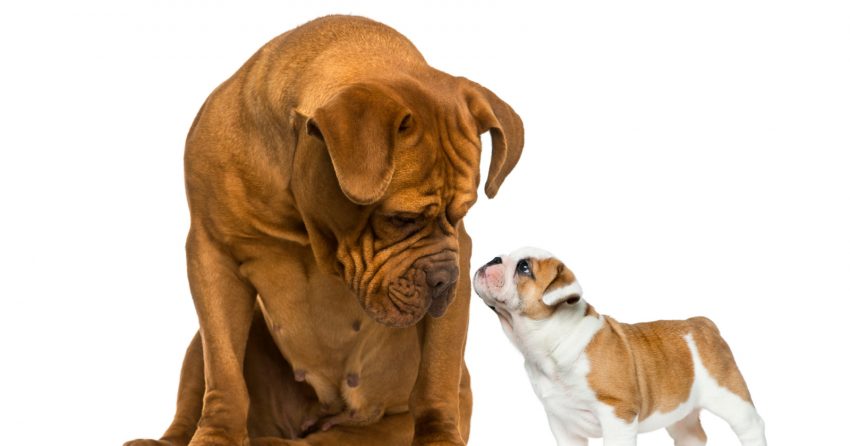 Do dogs get sad when you get another dog? Read on for the answer, plus other emotions your dog may experience beyond depression.