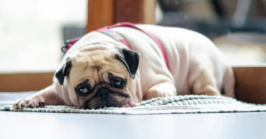 Do dogs get sad when you get another dog? Read on for the answer, plus other emotions your dog may experience beyond depression.