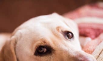 Do dogs get sad when you get another dog? Read on for the answer, plus other emotions your dog may experience beyond depression.
