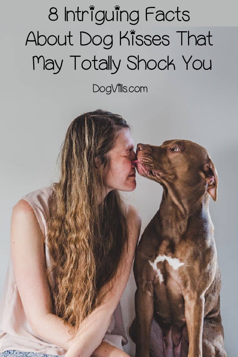 8 Intriguing Facts About Dog Kisses That May Totally Shock You DogVills