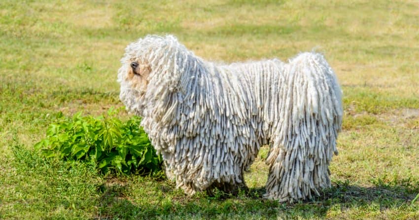 hypoallergenic guard dog breeds