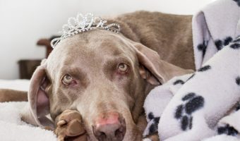 Looking for the best dog beds for Weimaraners? We've got you covered! Find out what makes up a top-tier dog bed, then check out five we love!
