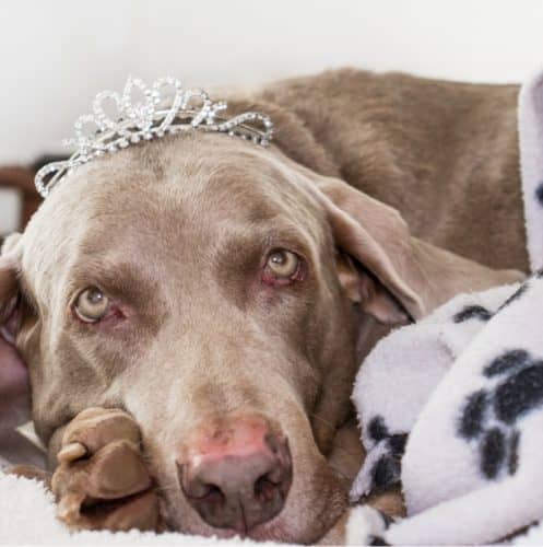 Looking for the best dog beds for Weimaraners? We've got you covered! Find out what makes up a top-tier dog bed, then check out five we love!