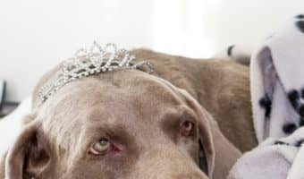 Looking for the best dog beds for Weimaraners? We've got you covered! Find out what makes up a top-tier dog bed, then check out five we love!