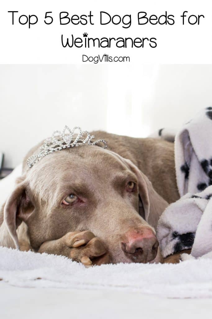 Top 5 Best Dog Beds for Weimaraners (with Reviews) http//www