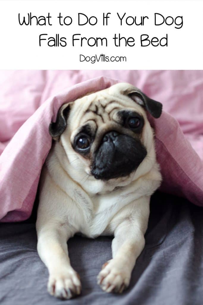 What do you do if your dog fall from the bed? Read on to find out.