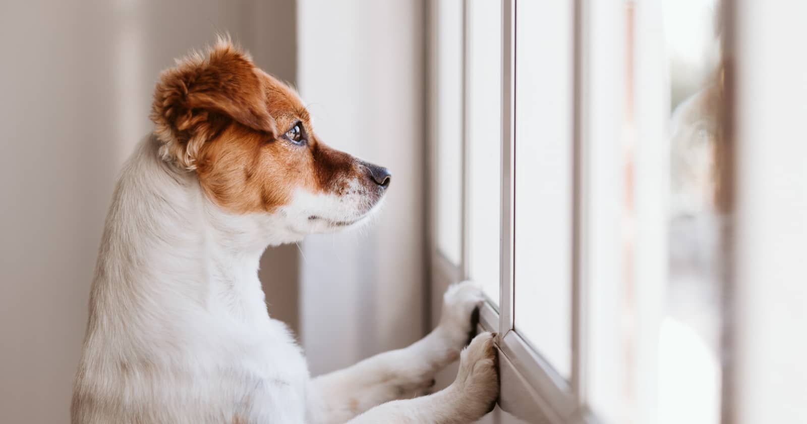 When Can Puppies Go Outside for the First Time? DogVills