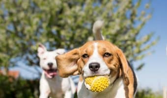 When can puppies go outside? Know the answer to that will help you safely train and socialize your new dog. Read on to learn more!