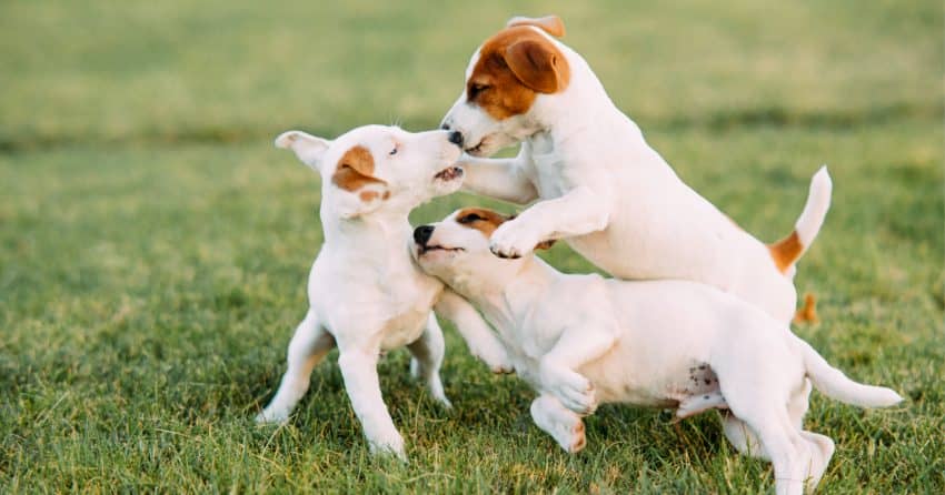 When can puppies go outside? Know the answer to that will help you safely train and socialize your new dog. Read on to learn more!