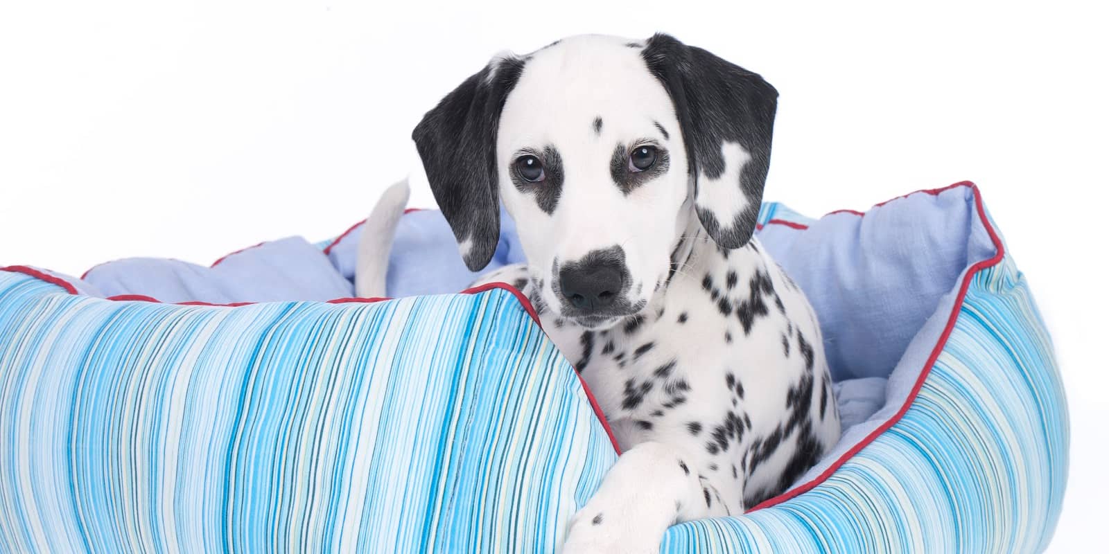 Top 5 Best Dog Beds for Dalmatians (with Complete Reviews) DogVills