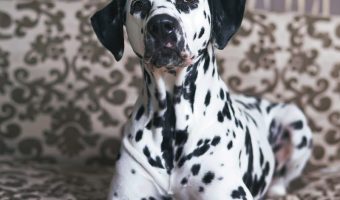 If you're looking for the best dog beds for Dalmatians, stick around! We're sharing five that we think are just spot on! Yes, we went there!
