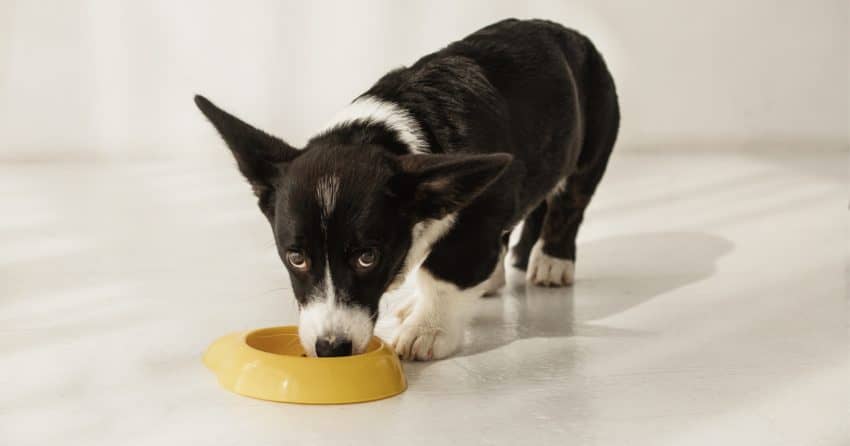 what to feed a dog to firm up stool