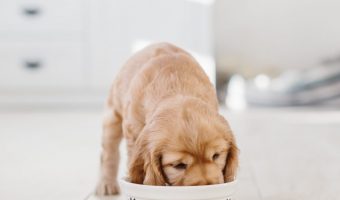 Here are the best puppy food for firm stools. However, it's essential to consult your veterinarian first if you're concerned about your pup's poop!