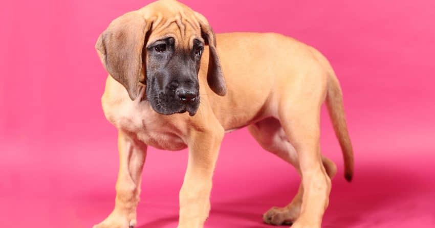 Choosing the best puppy food for giant breeds is an important part of raising a healthy horse of a dog! Check out our top picks!