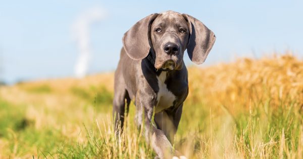 Choosing the best puppy food for giant breeds is an important part of raising a healthy horse of a dog! Check out our top picks!